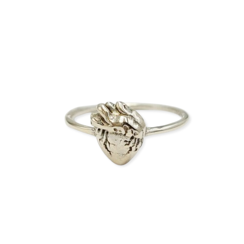 cincin perak anatomi